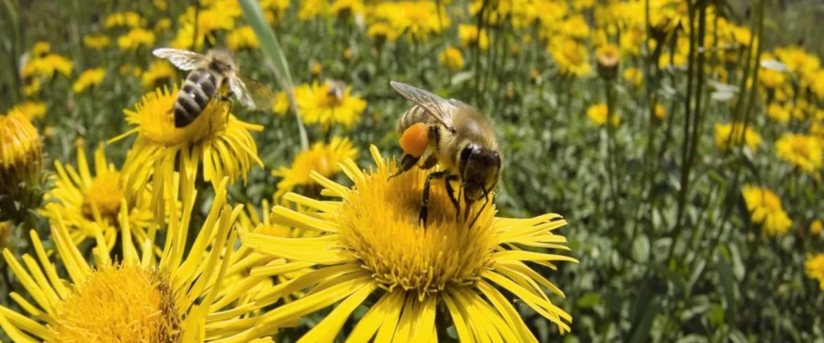 Abejas recolectando